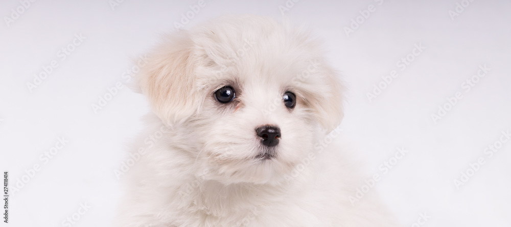 Close-up portrait of malltese dog with tex space looking at something Close-up portrait of malltese dog with tex space looking at something