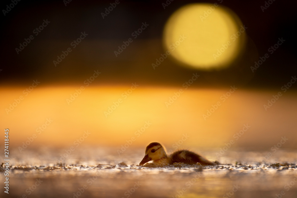A Muskcovy duckling swims on a pond as it glows in the early morning sun that makes the pond show a golden yellow color. A Muskcovy duckling swims on a pond as it glows in the early morning sun that makes the pond show a golden yellow color.