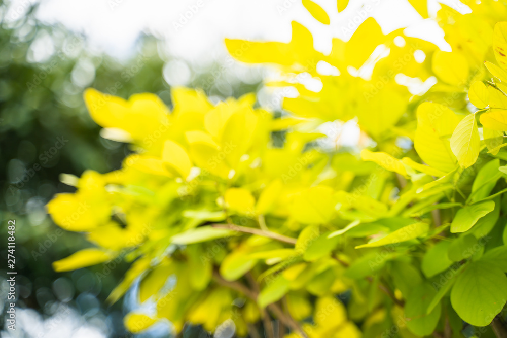 Green leaf background, bright sky, at Narathiwat, Thailand. Green leaf background, bright sky, at Narathiwat, Thailand.