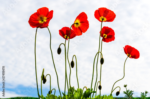 Red poppies against the sky with white clouds