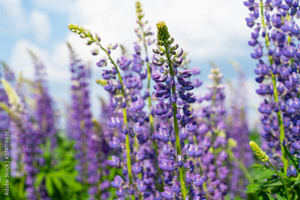 Lupine field with purple and blue flowers. Bunch of lupines summer flower background. Lupinus. Lupine field with purple and blue flowers. Bunch of lupines summer flower background. Lupinus.
