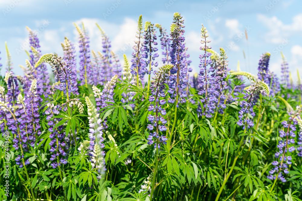 Obraz premium Lupine field with purple and blue flowers. Bunch of lupines summer flower background. Lupinus.