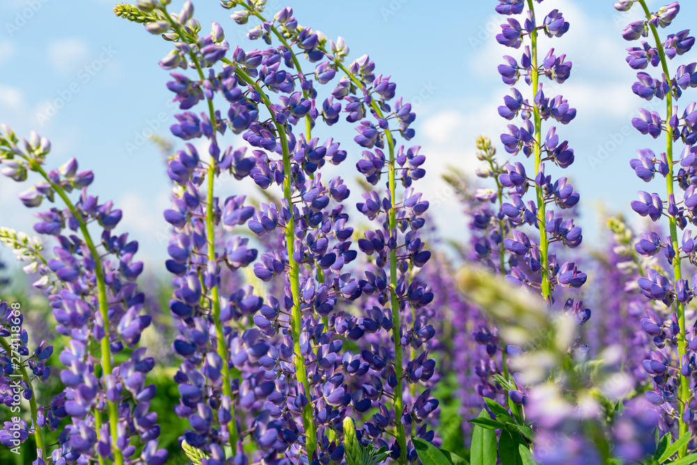 Obraz premium Lupine field with purple and blue flowers. Bunch of lupines summer flower background. Lupinus.