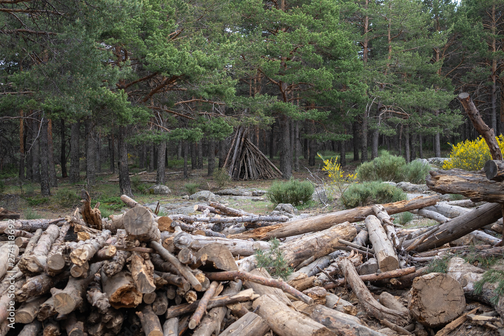 Pile of trunks in the pine forest Pile of trunks in the pine forest