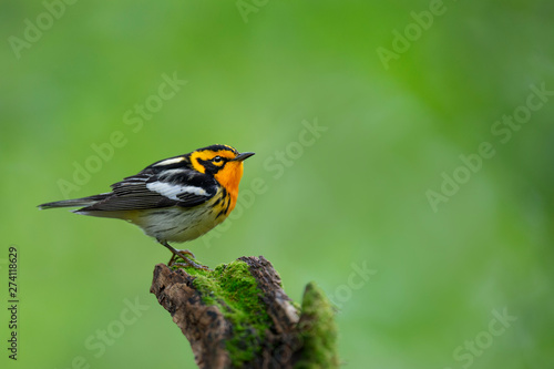 A male orange, black and white Blackburnian Warbler perched on a mossy stump with a smooth bright green background.