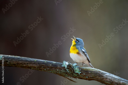A colorful Northern Parula sings out its song while perched on a branch with green lichen with a smooth brown background.