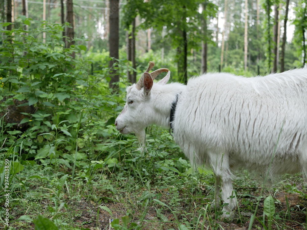 Obraz premium a young white goat walks in a clearing in the forest and eats juicy green grass. long, sharp horns. Sunny summer day outside the city.