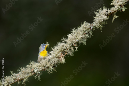 A female Northern Parula gathering nesting material of lichen off a tree covered in lichens with a smooth green background. photo