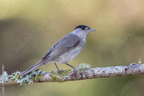 Eurasian Blackcap (Sylvia atricapilla) Male Blackcap perched on a branch in the forest. Spain