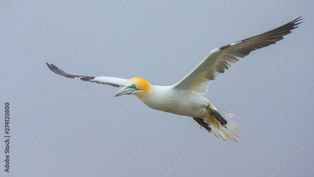 Gannets At Bempton Cliffs