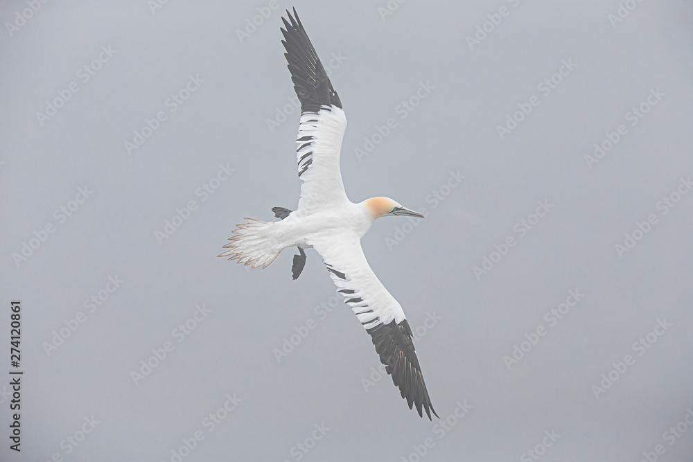 Fototapeta premium Gannets At Bempton Cliffs