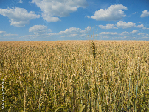 one spikelet on the background of a field of ripe wheat of golden color and blue sky with white clouds