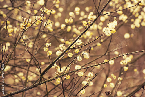 Blooming willow branches © Roxana