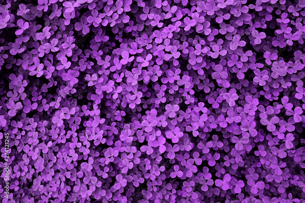 Ultra Violet background made of fresh leaves. Purple dynamic backdrop for your design. Ultra Violet background made of fresh leaves. Purple dynamic backdrop for your design.