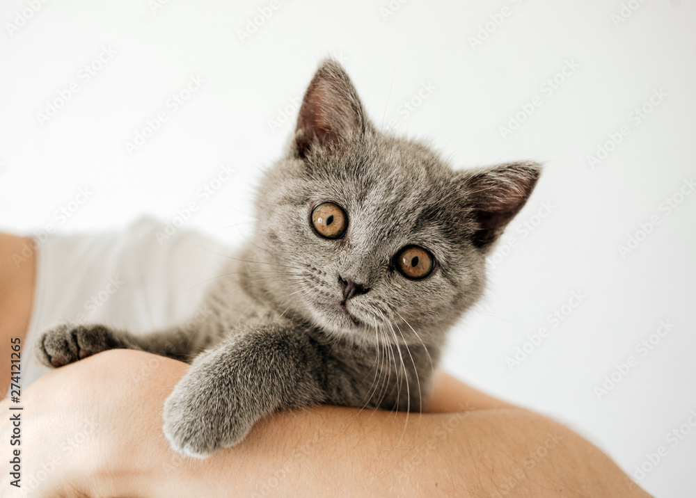 Happy kitten likes being stroked by woman's hand. The British Shorthair