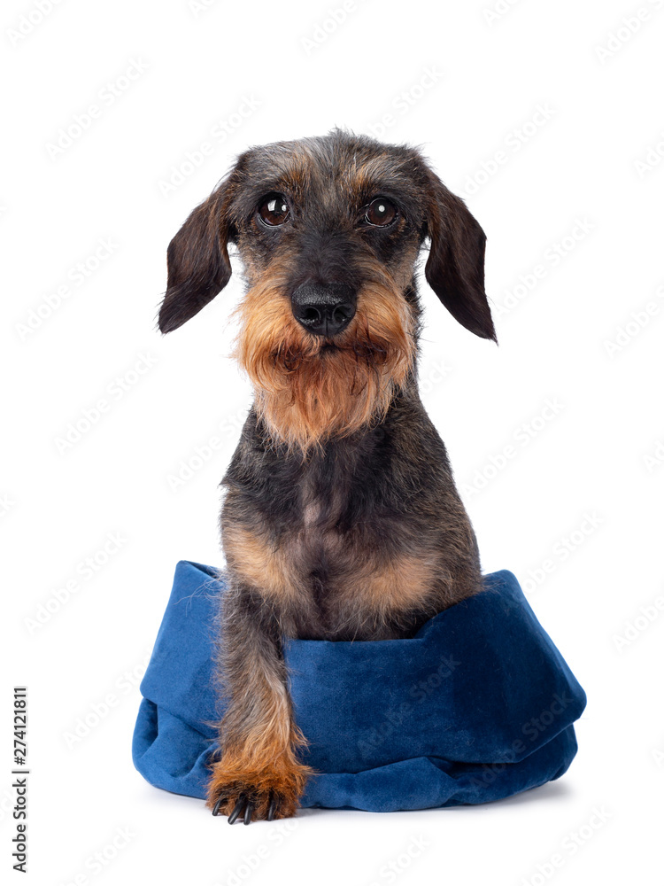 Sweet senior boar mini wirehair Dachshund dog, sitting facing front in blue velvet bag. Looking cheeky towards lens. Isolated on white background. One paw out of bag.