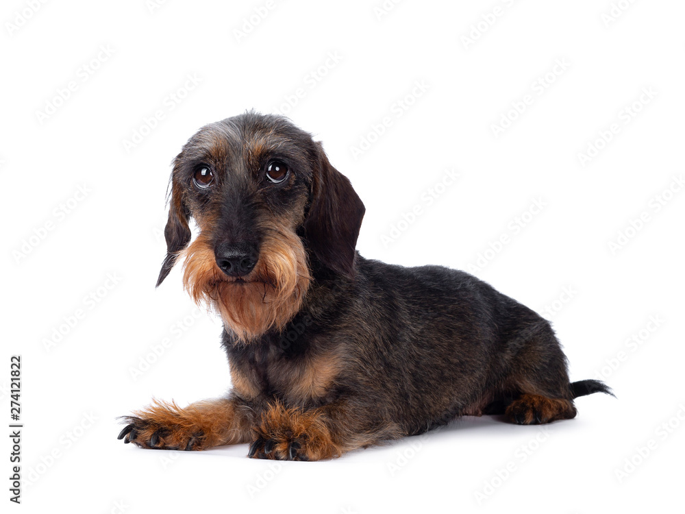 Sweet senior boar mini wirehair Dachshund dog, laying down side ways. Looking towards lens. isolated on white background.
