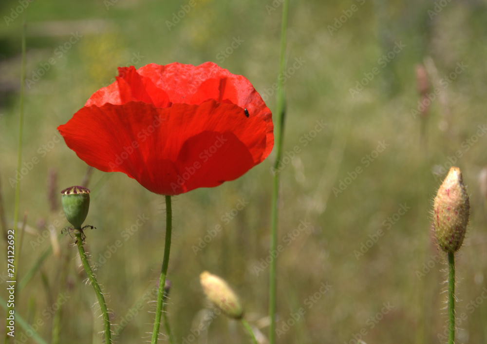 coquelicots rouges en été dans les herbes sauvages coquelicots rouges en été dans les herbes sauvages