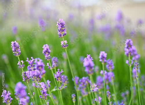 Lavender blooming. Lavender background, selective focus