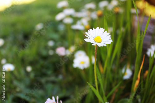 Beautiful White Flower with green background