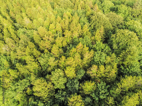 Aerial view of Pine forest in Merlin Park