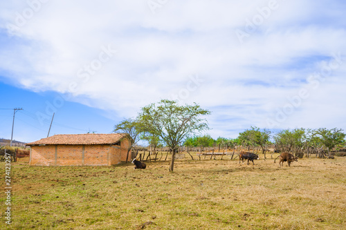 Las vacas están descansando cerca de la casa. photo