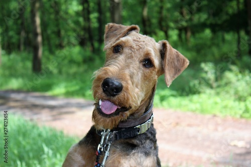 Konstfotografi airdale terrier
