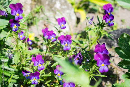 Bright violet pansies flowers with green leaves. © Elena