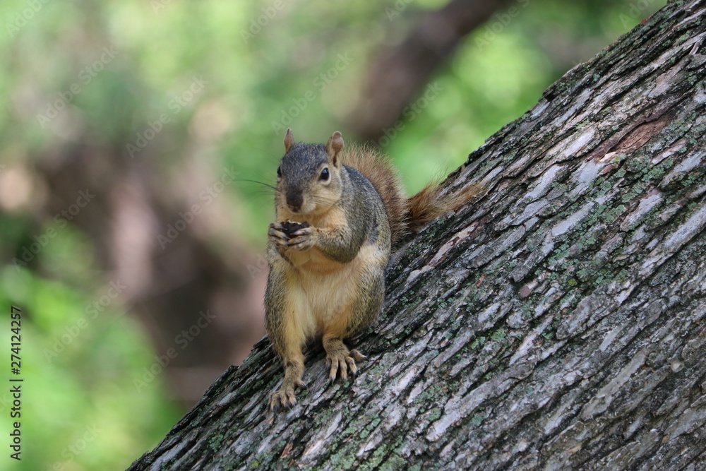 Squirrel eating a pecan nut Squirrel eating a pecan nut