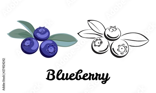 Blueberry icon set isolated on white background. Flat illustration of berry with a green leaf. Color and black and white contour image. Vector outline and silhouette.