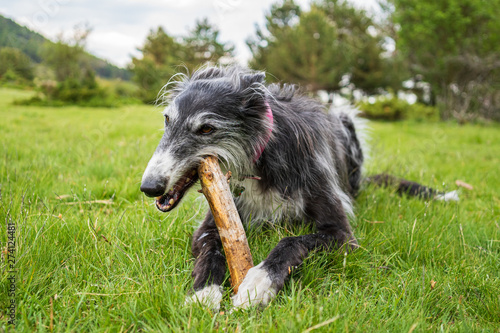 Portrait of a black greyhound biting a stick in the meadow