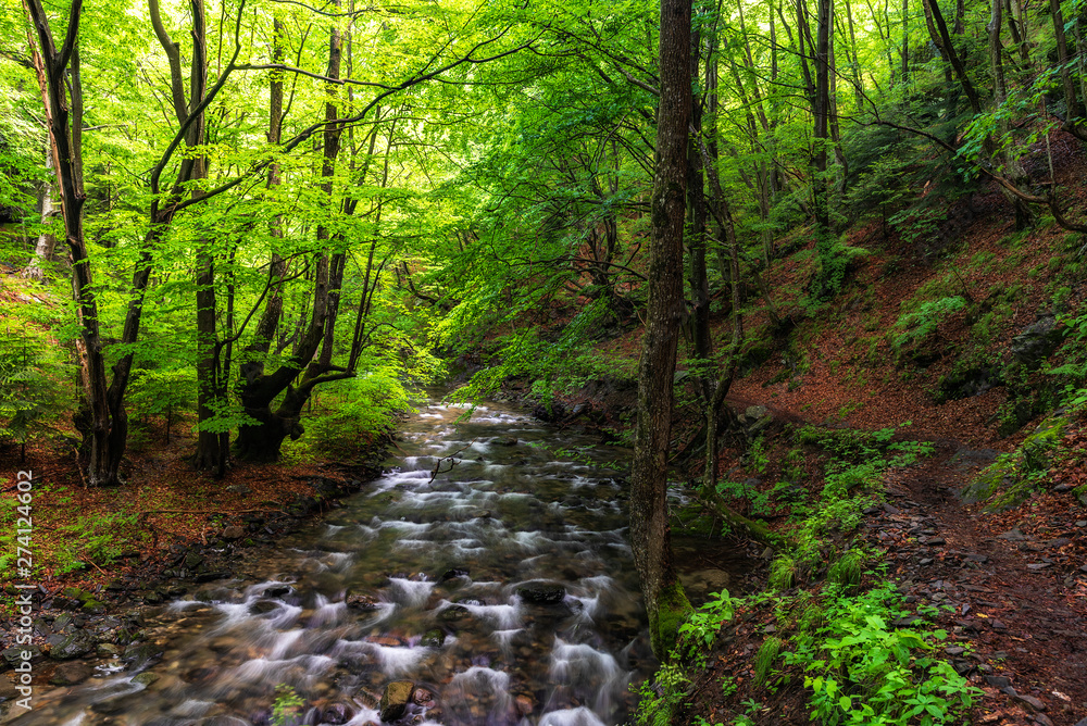 Obraz premium Mountain river flowing through the green forest