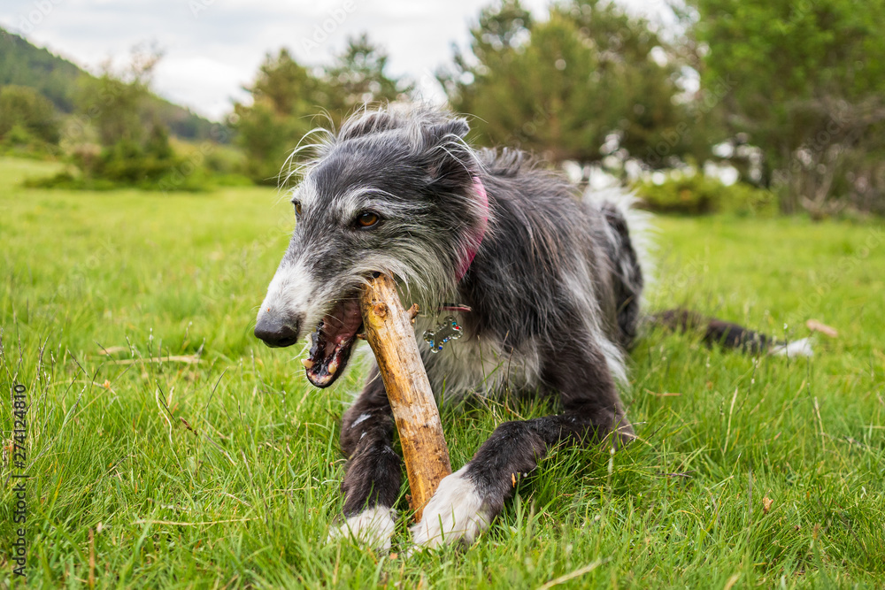 Portrait of a black greyhound biting a stick in the meadow Portrait of a black greyhound biting a stick in the meadow