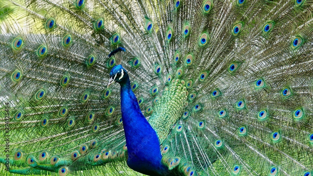 Obraz premium Pfau, Hahn, Rad