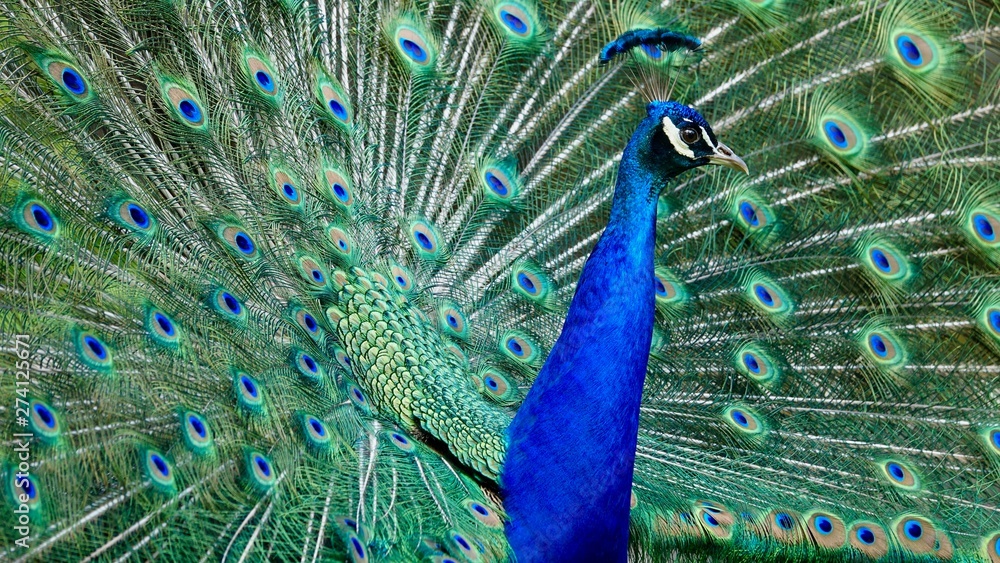 Naklejka premium Pfau, Hahn, Rad