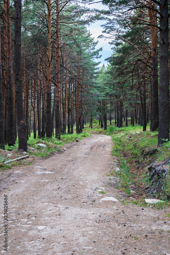 Fototapeta premium A path in the pine forest