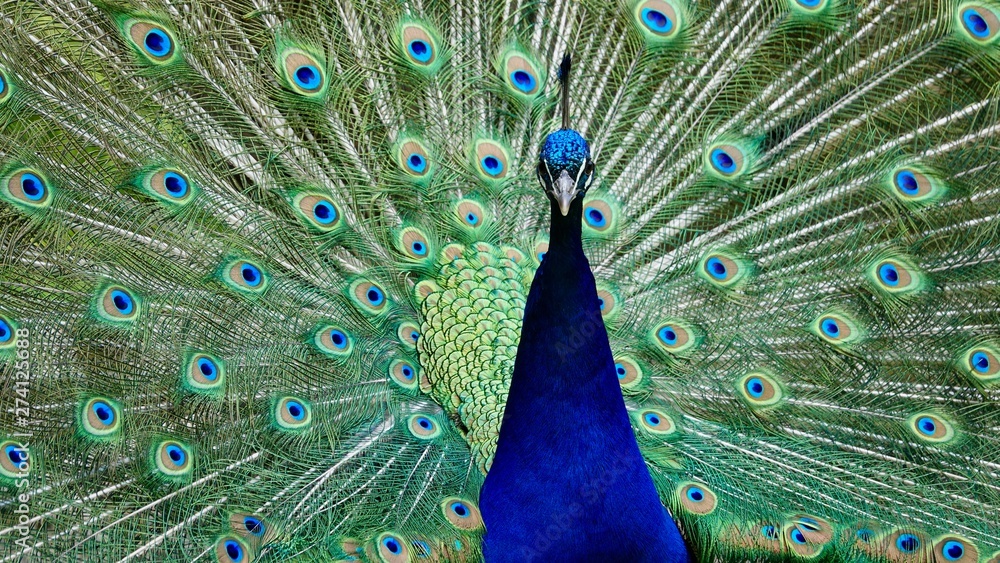 Obraz premium Pfau, Hahn, Rad