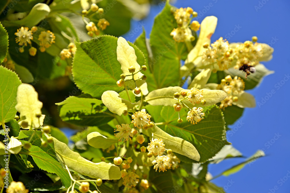 Blossoming of a linden European (Tilia europaea L.) against the background of the sky Blossoming of a linden European (Tilia europaea L.) against the background of the sky