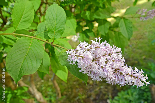 Blossoming of a lilac Hungarian (Syringa josikaea J. Jacq. ex Rchb.)