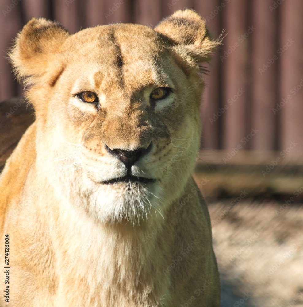 Obraz premium Close up da leoa