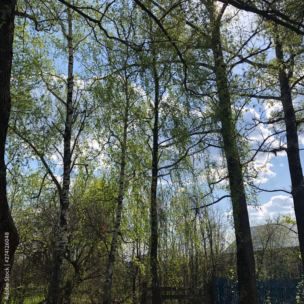 trees in forest trees in forest