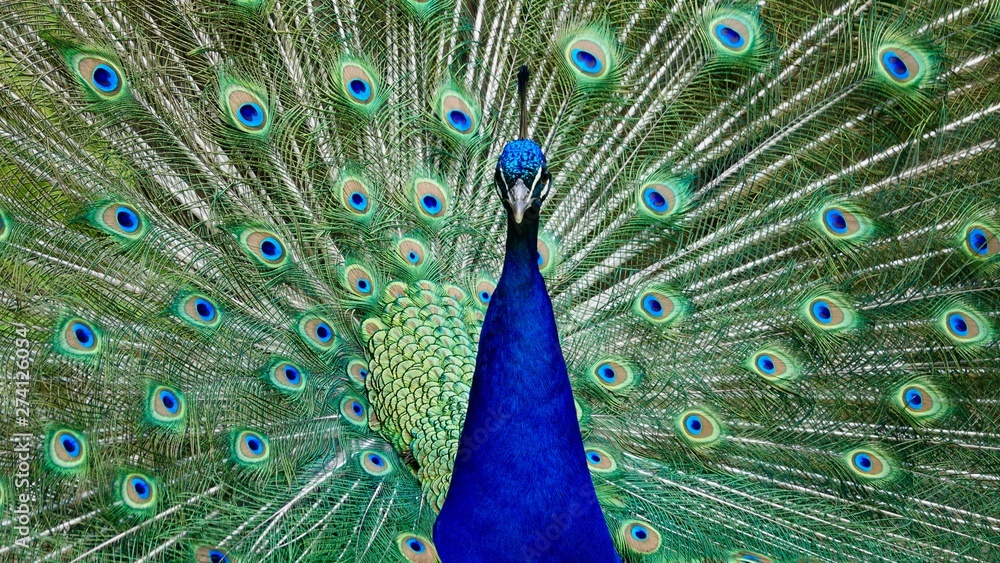 Obraz premium Pfau, Hahn, Rad