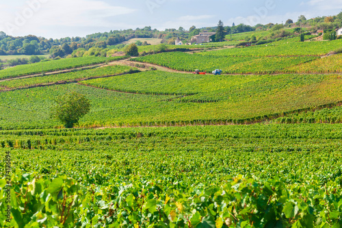 Beautiful view of the  vineyards in Burgundy, France