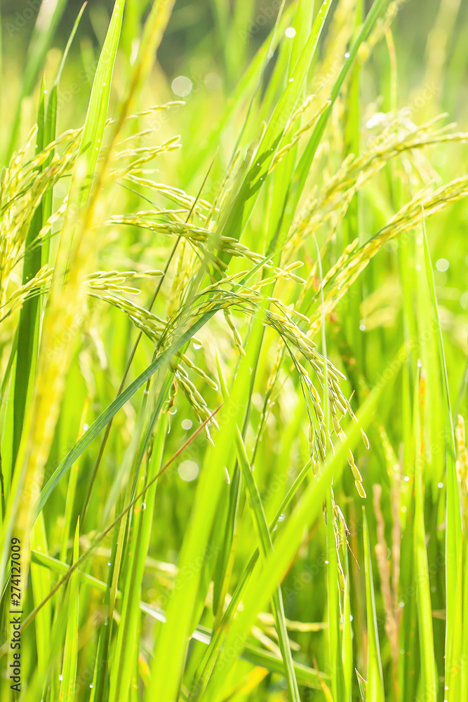 Close rice paddy with morning dew in summer. Close rice paddy with morning dew in summer.