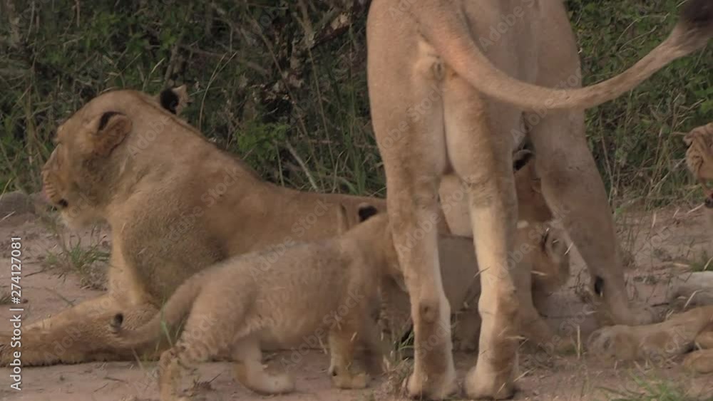 Lionesses with playful one to two month old lion cubs in the wild of Africa