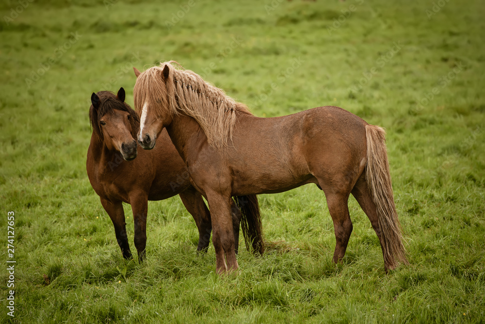Two icelandic horses Two icelandic horses
