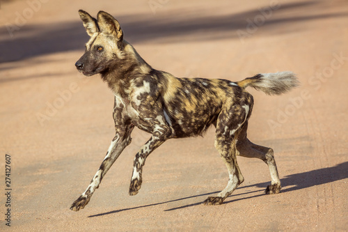 African wild dog running on gravel road in Kruger National park, South Africa ; Specie Lycaon pictus family of Canidae