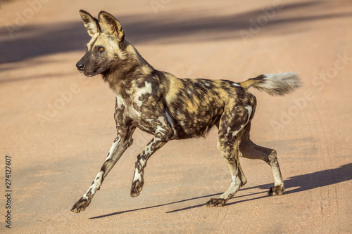 African wild dog running on gravel road in Kruger National park  South Africa   Specie Lycaon pictus family of Canidae