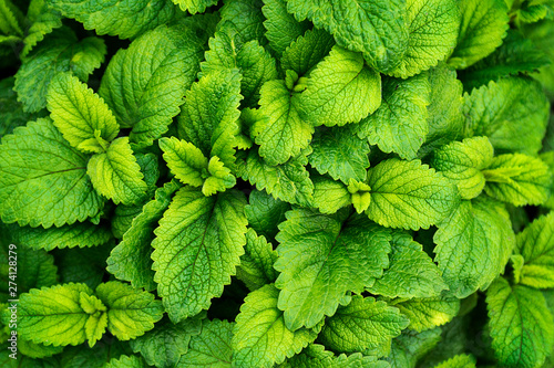 Mint leaves background. Green mint leaves pattern layout design. Ecology natural creative concept. Top view nature background with spearmint herbs photo