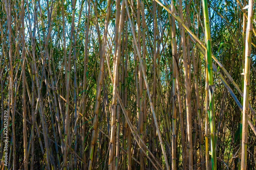 Fondo natural con cañas Reserva natural con un humedal y cañas en el parque de Finky, Buenos Aires, Argentina Fondo natural con cañas Reserva natural con un humedal y cañas en el parque de Finky, Buenos Aires, Argentina